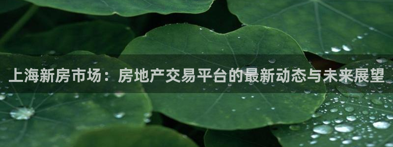 风暴娱乐部：上海新房市场：房地产交易平台的最新动态与未来展望