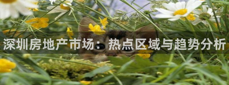 风暴娱乐字图片大全：深圳房地产市场：热点区域与趋势分析