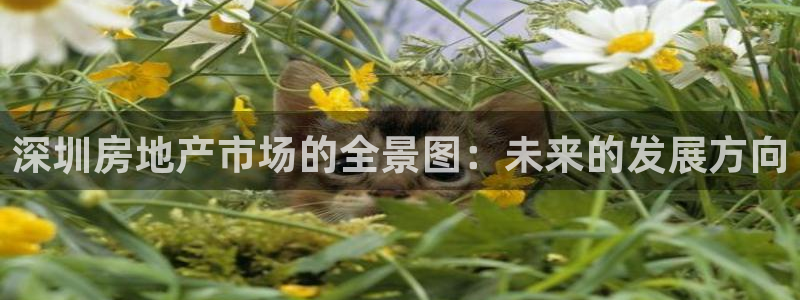 星风暴娱乐：深圳房地产市场的全景图：未来的发展方向