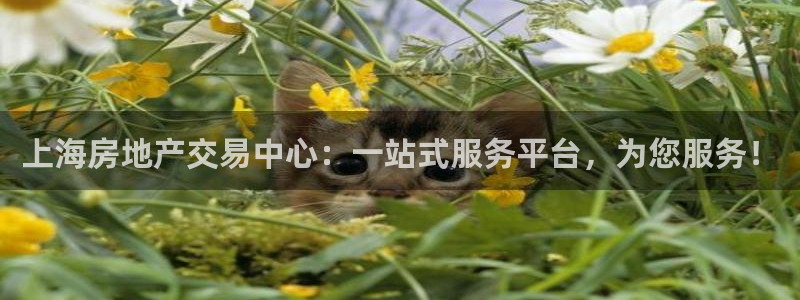 风暴娱乐右5指尖：上海房地产交易中心：一站式服务平台，为您服